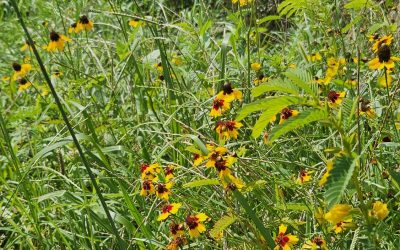 Butterfly Habitat Update