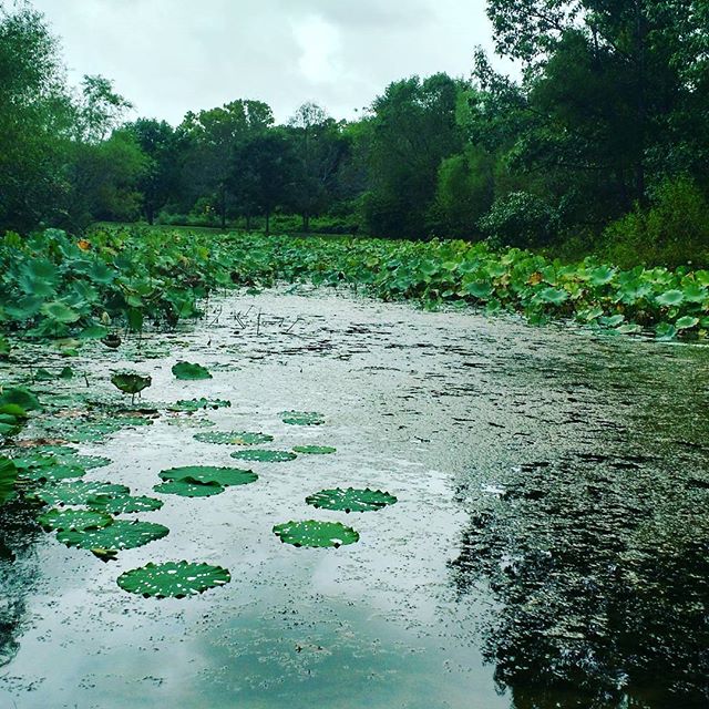 lily-pads-parks-lakes-brentwood-tn lily pads parks lakes brentwood